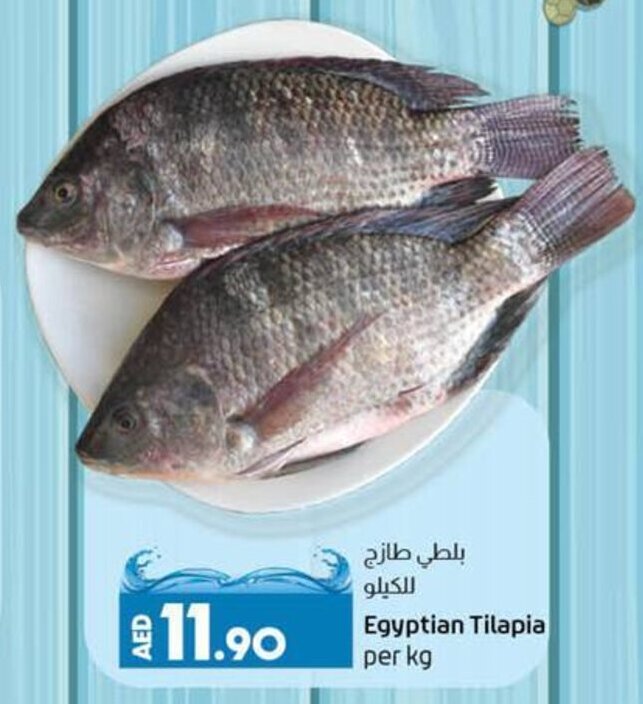 Egyptian Tilapia per kg offer at Lulu Hypermarket