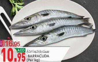 KM Trading Barracuda (per kg) offer