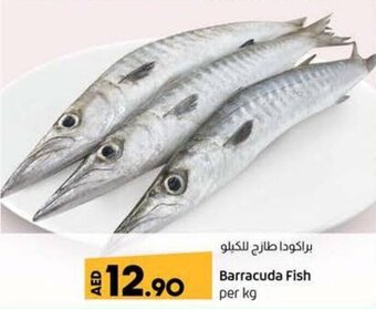 Lulu Hypermarket Barracuda Fish Per kg offer
