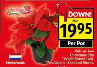 Viva Christmas Star offer
