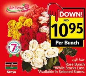 Viva Rose bunch per bunch offer