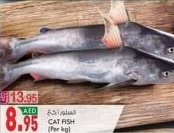 KM Trading Cat Fish (per kg) offer