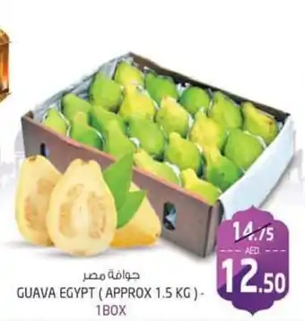 Safari Hypermarket Guava Egypt (approx 1.5 kg) 1 box offer