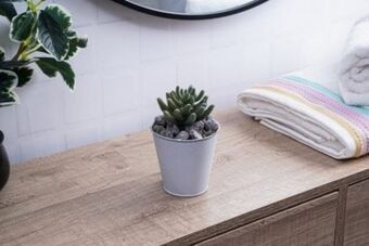 PAN Emirates Pan len succulent multi h17cm offer