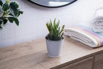 PAN Emirates Pan neem back succulent multi h17cm offer