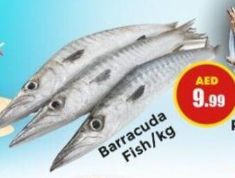Pasons Barracuda Fish/kg offer