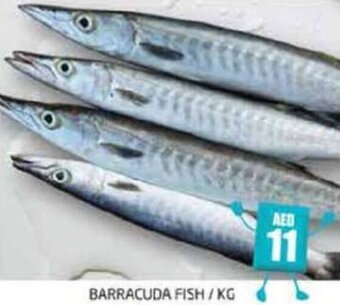 Pasons BARRACUDA FISH/KG offer