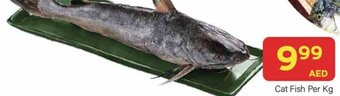 City Retail Supermarket Cat Fish Per Kg offer