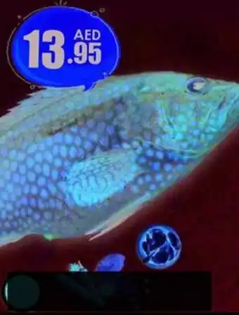 Amber Hamour Fish /Kg offer