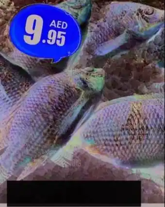 Amber Tilapia /Kg offer