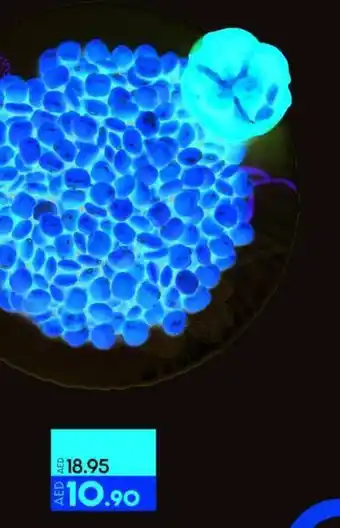 Lulu Hypermarket Spanish Lupine Beans offer