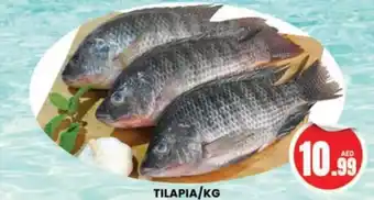 Al Madina TILAPIA/KG offer