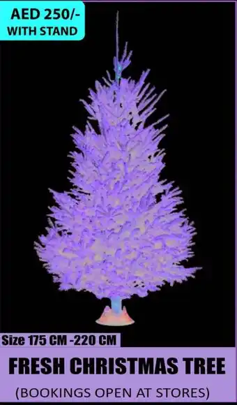 Almaya supermarket FRESH CHRISTMAS TREE Size 175 CM-220 CM offer