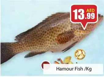 Amber Hamour Fish kg offer