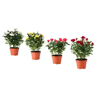 Ikea Rosa potted plant, rose/assorted colours, 13 cm offer