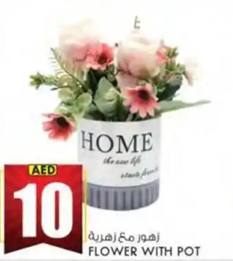 KM Trading FLOWER WITH POT offer