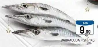 Pasons BARRACUDA FISH/KG offer
