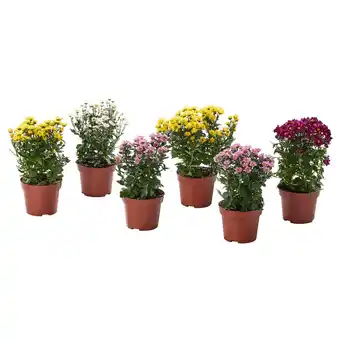 Ikea Chrysanthemum Potted plant, Chrysanthemums assorted colours, 13 cm offer
