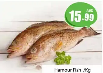 Amber Hamour Fish /Kg offer