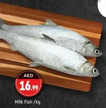 Shaklan Milk Fish /kg offer