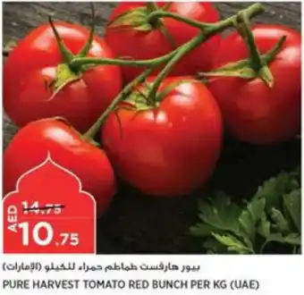Aswaaq PURE HARVEST TOMATO RED BUNCH PER KG offer