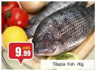 Amber Tilapia Fish /Kg offer