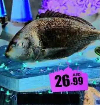 Amber Seabream fish per kg offer