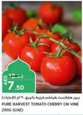 Aswaaq PURE HARVEST TOMATO CHERRY ON VINE 290G offer