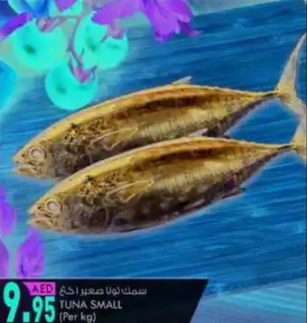 KM Trading TUNA SMALL Per kg offer