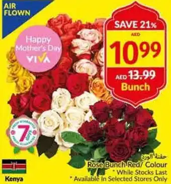 Viva Rose Bunch Red/Colour offer