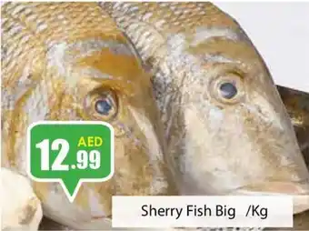 Amber Sherry Fish Big / kg offer