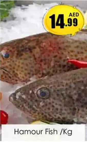Amber Hamour Fish/Kg offer