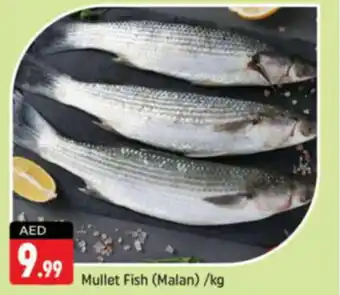 Shaklan Mullet Fish Malan kg offer