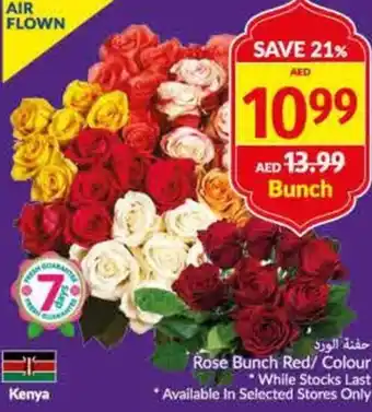 Viva Rose Bunch Red/Colour offer