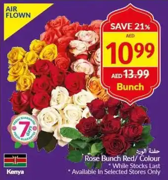 Viva Rose Bunch Red / Colour offer