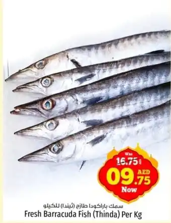 Kenz Hypermarket Fresh Barracuda Fish Thinda Per Kg offer