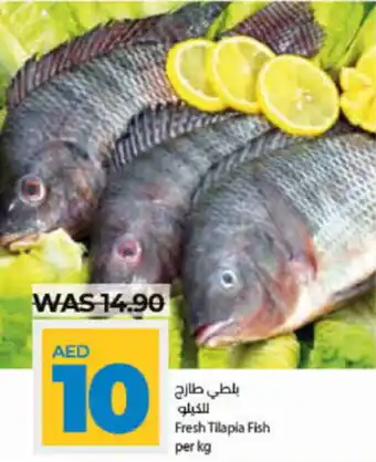 Lulu Hypermarket Fresh Tilapia Fish per kg offer