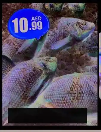 Amber Tilapia /Kg offer