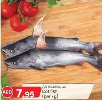 KM Trading cat fish per kg offer