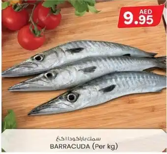 KM Trading BARRACUDA Per kg offer