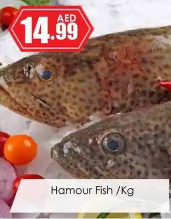 Amber Hamour Fish /Kg offer