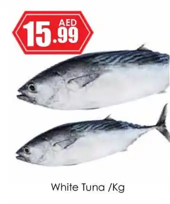 Amber White Tuna /Kg offer