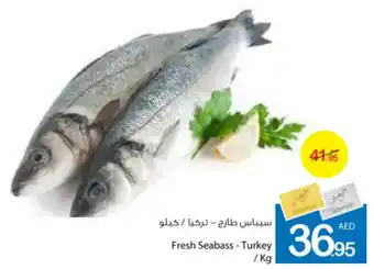 Ajman Market Fresh Seabass / kg offer