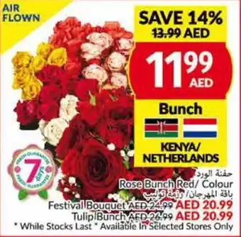 Viva Rose Bunch Red / Colour Bunch offer
