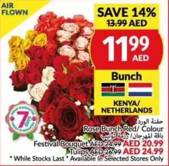 Viva Rose Bunch Red/Colour offer