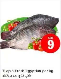 Last Chance Tilapia Fresh Egyptian per kg offer