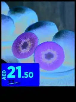 Aswaaq KIWI GREEN PREMIUM PER KG offer