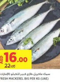 Géant FRESH MACKEREL BIG PER KG ( offer