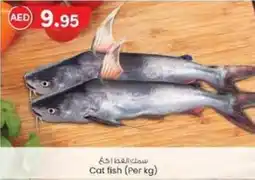 KM Trading Cat fish Per kg offer