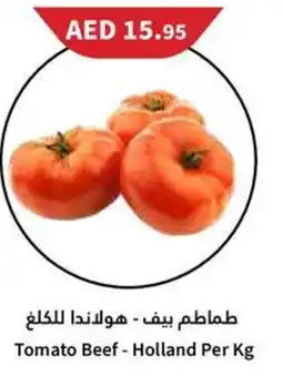 Almaya supermarket Tomato Beef - Holland Per Kg offer